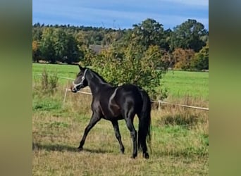 Oldenburg-International (OS), Mare, 8 years, 16,1 hh, Smoky-Black