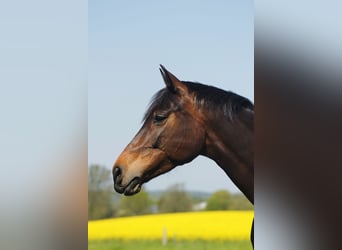 Oldenburg-International (OS), Mare, 8 years, 16 hh, Brown