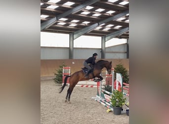 Oldenburg-International (OS), Mare, 8 years, 16 hh, Brown