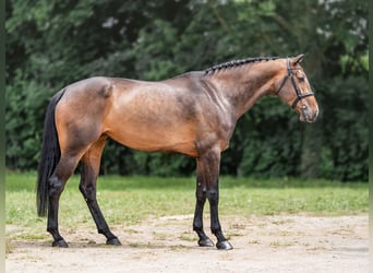 Oldenburg-International (OS), Mare, 8 years, 17 hh, Bay