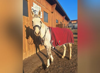 Oldenburg-International (OS), Mare, 8 years, 17 hh, Gray-Dapple