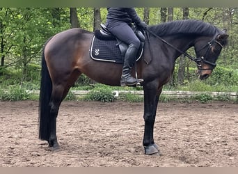 Oldenburg-International (OS), Mare, 9 years, 15.3 hh, Bay-Dark