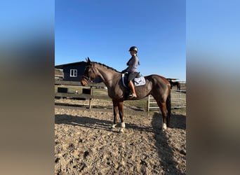 Oldenburg-International (OS), Mare, 9 years, 16,3 hh, Bay-Dark