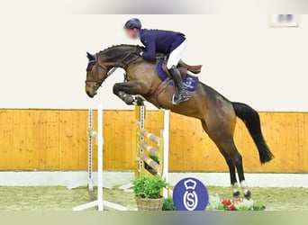 Oldenburger Springpferd, Stute, 9 Jahre, 16,3 hh