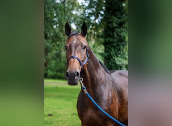 Oldenburger Springpferd, Stute, 9 Jahre, 16,3 hh