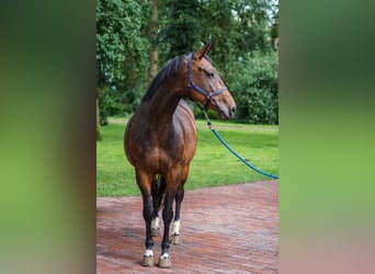 Oldenburger Springpferd, Stute, 9 Jahre, 16,3 hh