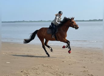 Oldenburg-International (OS), Mare, 9 years, 17.1 hh, Brown