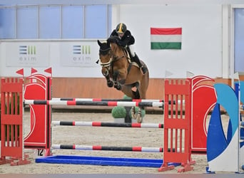 Oldenburg-International (OS), Mare, 9 years, Bay