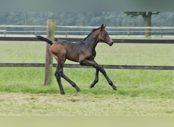 Oldenburg-International (OS), Mare, Foal (05/2024), Bay-Dark