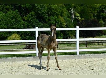 Oldenburg-International (OS), Mare, Foal (05/2024), Brown