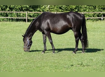 Oldenburg-International (OS), Mare, Foal (05/2024), Can be white