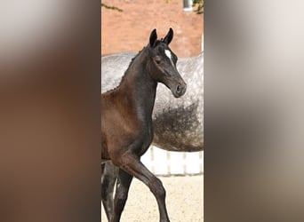 Oldenburg-International (OS), Mare, Foal (05/2024), Can be white