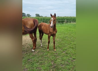 Oldenburg-International (OS), Mare, Foal (04/2023), Chestnut-Red