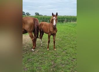 Oldenburg-International (OS), Mare, Foal (04/2023), Chestnut-Red