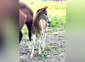 Oldenburg-International (OS), Mare, Foal (06/2024), Chestnut-Red