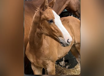 Oldenburg-International (OS), Mare, Foal (06/2024), Chestnut-Red