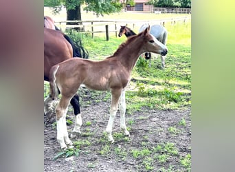 Oldenburg-International (OS), Mare, Foal (06/2024), Chestnut-Red