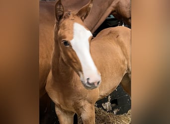 Oldenburg-International (OS), Mare, Foal (06/2024), Chestnut-Red