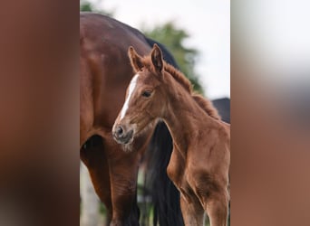 Oldenburg-International (OS), Mare, Foal (05/2024), Chestnut-Red