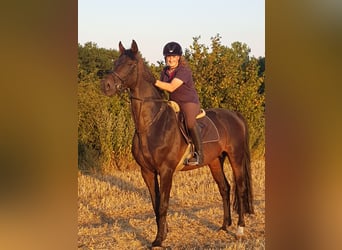 Oldenburg-International (OS), Stallion, 16 years, 16.1 hh, Smoky-Black