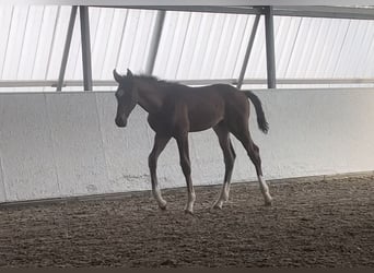 Oldenburg-International (OS), Stallion, 1 year, 12 hh, Brown