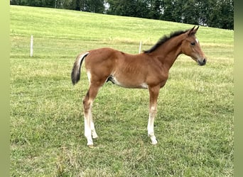 Oldenburg-International (OS), Stallion, 1 year, 16.1 hh, Brown