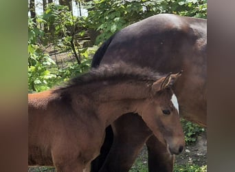 Oldenburg-International (OS), Stallion, 1 year, 16,2 hh, Bay-Dark