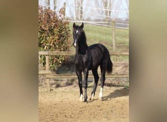 Oldenburg-International (OS), Stallion, 1 year, 16.2 hh, Black