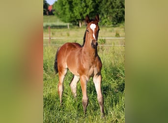 Oldenburg-International (OS), Stallion, 1 year, 16.2 hh, Brown