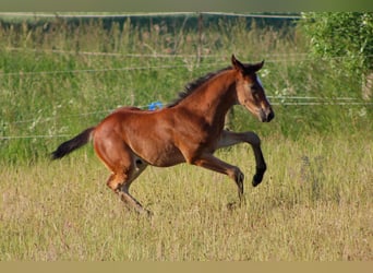 Oldenburg-International (OS), Stallion, 1 year, 16.2 hh, Brown