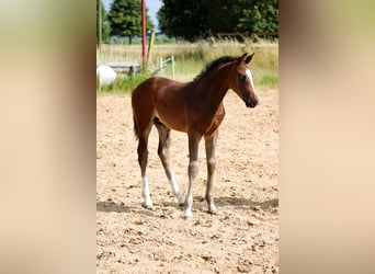 Oldenburg-International (OS), Stallion, 1 year, 16 hh, Bay-Dark