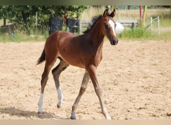 Oldenburg-International (OS), Stallion, 1 year, 16 hh, Bay-Dark
