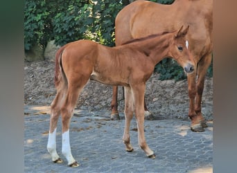 Oldenburg-International (OS), Stallion, 1 year, 17 hh, Chestnut-Red