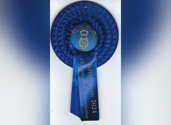 Oldenburg-International (OS), Stallion, 1 year, Bay-Dark