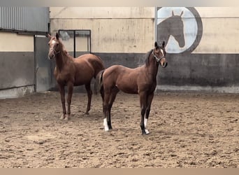 Oldenburg-International (OS), Stallion, 1 year, Bay-Dark