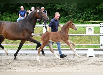 Oldenburg-International (OS), Stallion, 1 year, Brown