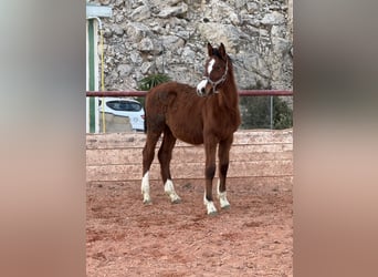 Oldenburg-International (OS), Stallion, 1 year, Brown