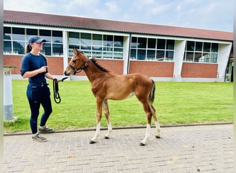 Oldenburg-International (OS), Stallion, 1 year, Brown