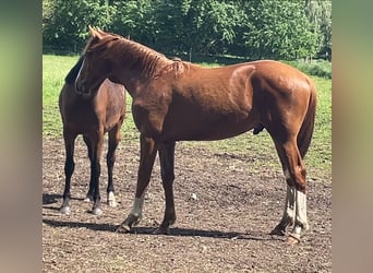 Oldenburg-International (OS), Stallion, 1 year, Chestnut-Red