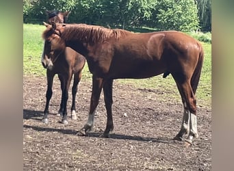 Oldenburg-International (OS), Stallion, 1 year, Chestnut-Red
