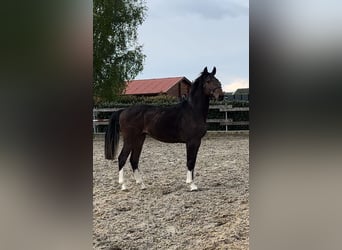 Oldenburg-International (OS), Stallion, 2 years, 15.2 hh, Brown
