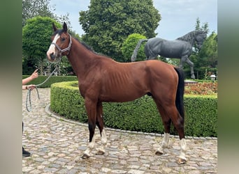 Oldenburg-International (OS), Stallion, 2 years, 15.2 hh, Brown