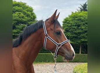 Oldenburg-International (OS), Stallion, 2 years, 15.2 hh, Brown