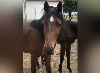 Oldenburg-International (OS), Stallion, 2 years, 15,3 hh, Brown