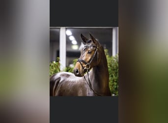 Oldenburg-International (OS), Stallion, 2 years, 16,1 hh, Bay-Dark