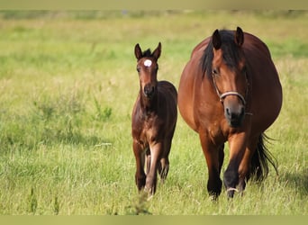 Oldenburg-International (OS), Stallion, 2 years, 16,2 hh, Bay-Dark