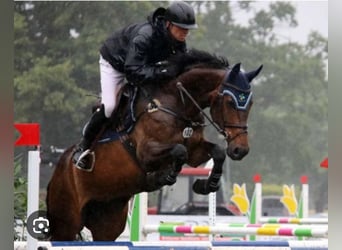 Oldenburg-International (OS), Stallion, 2 years, 16,2 hh, Bay-Dark