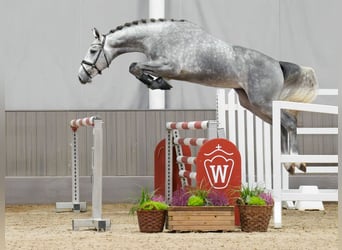 Oldenburg-International (OS), Stallion, 2 years, Gray