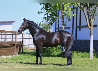 Oldenburg-International (OS), Stallion, 3 years, 15.2 hh, Bay-Dark