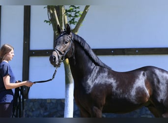 Oldenburg-International (OS), Stallion, 3 years, 15.2 hh, Bay-Dark